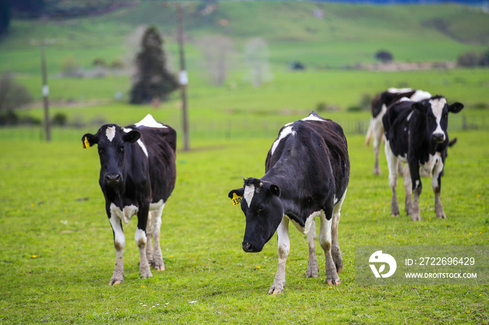 Cow in the pasture, North island, New Zealand