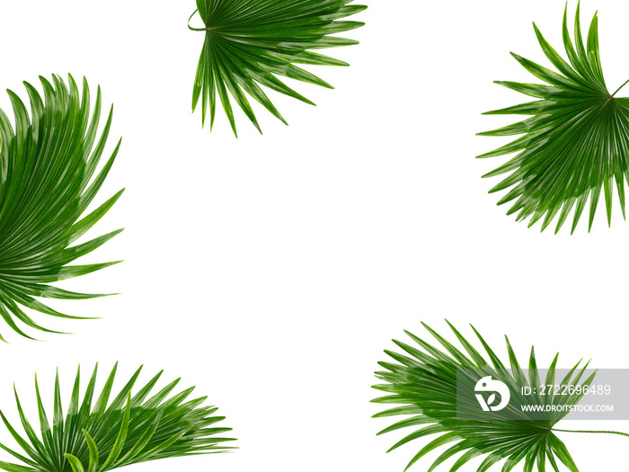 tropical green palm leaves isolated on transparent for summer background png file