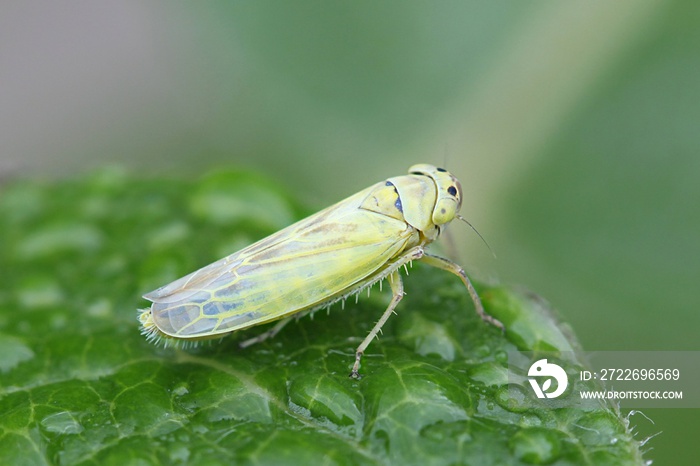 Green leafhopper, Cicadella sp, posing on a leaf