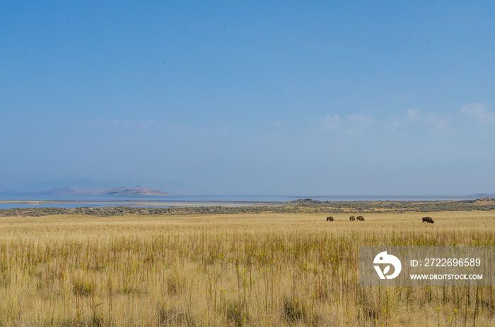 Bison Grazing Near The Great Salt Lake