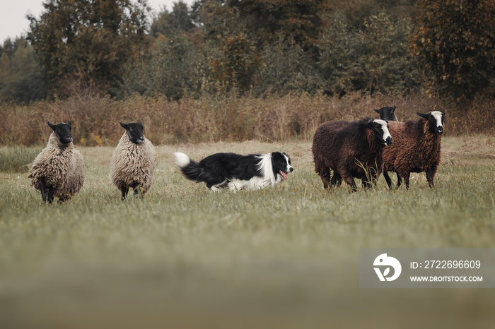 Border collie dog herds sheep