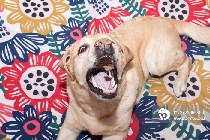 Le lanzó una chuche al perro