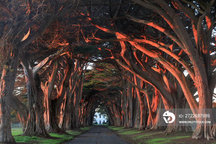 Sunset over Cypress Tree Tunnel at Point Reyes National Seashore, Marin County, California, USA.