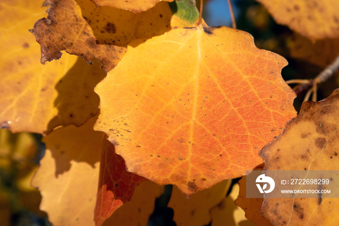 colourful aspen leaves in autumn