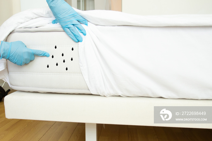 bed bugs, dust mites, disinfector shows insects on the mattress in the bedroom