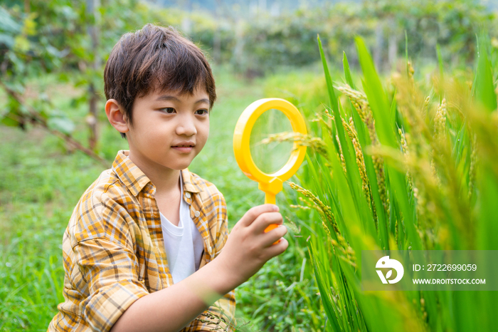 小男孩拿着放大镜观察植物