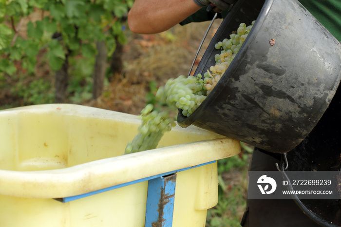 --Alsace - Vendanges