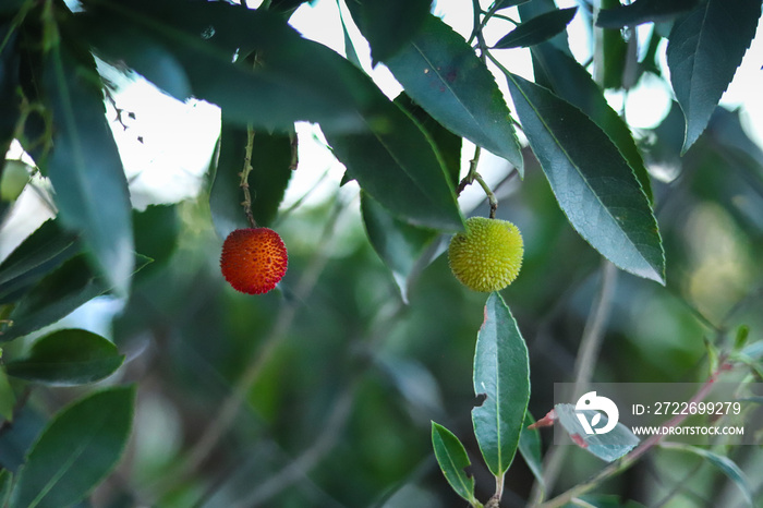 Fruto verde e maduro de uma árvore da espécies frutífera de medronho (Arbutus unedo) em Portugal