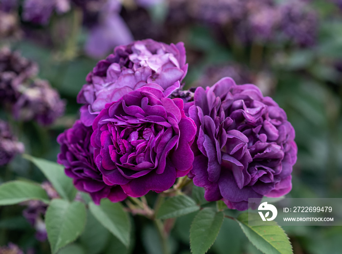 Color outdoor lush bunch of violet purple roses on a bush/shrub with green leaves on a sunny summer day