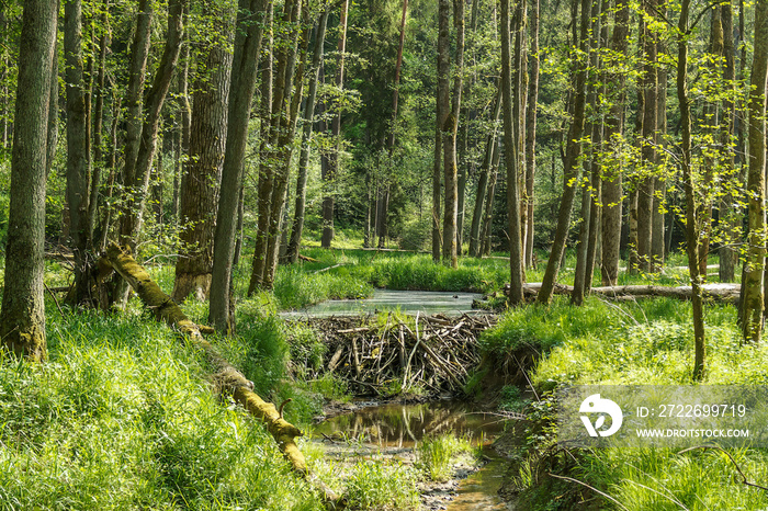 Biberdamm in einem Bachlauf, der durch einen Auwald fließt