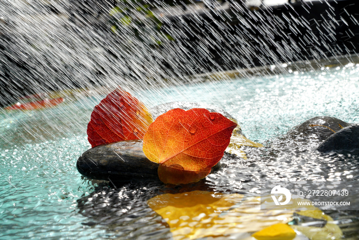 雨水里的红叶