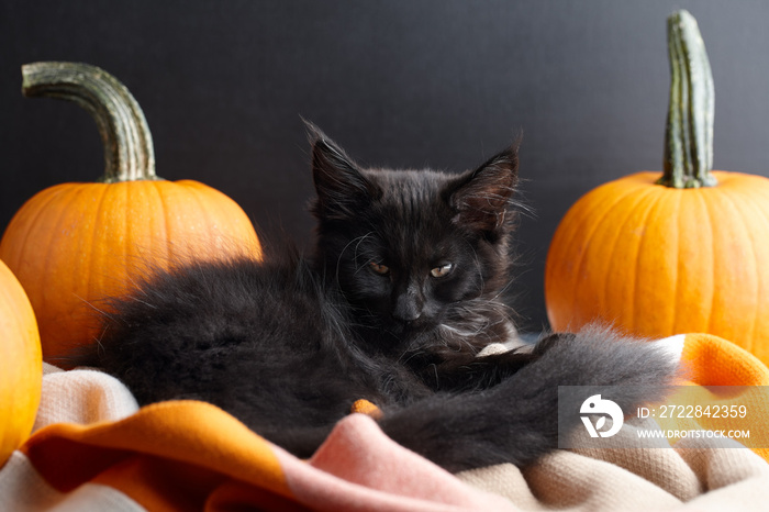 Halloween black cat with pumpkins