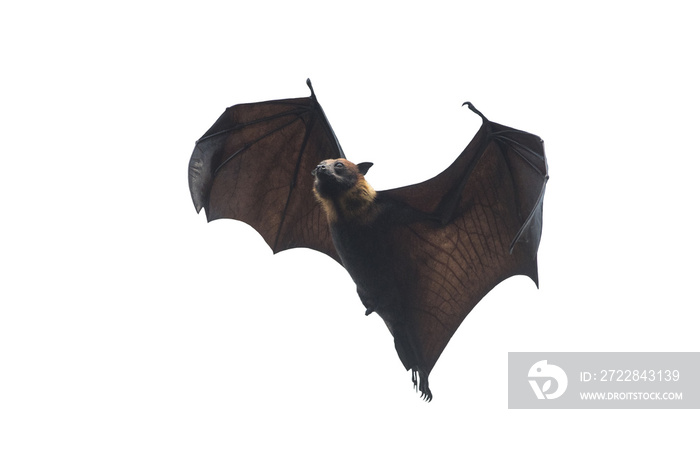 Bat flying isolated on white background (Lyles flying fox)