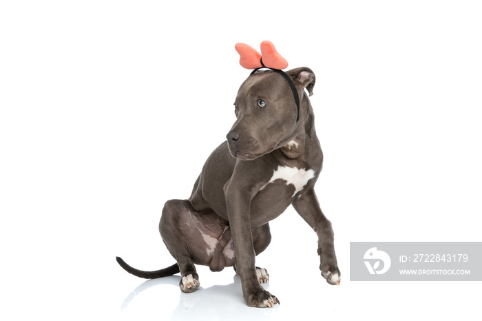 adorable american staffordshire terrier dog with bow headband