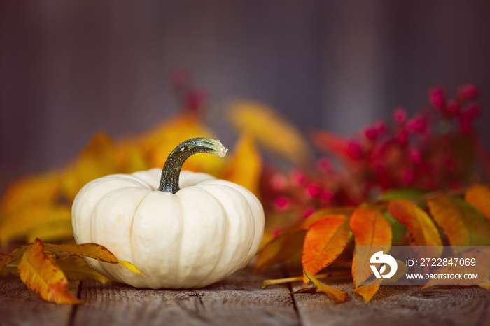 White Mini pumpkin on rustic wooden table. Displayed with colorful autumn leaves and red berries.