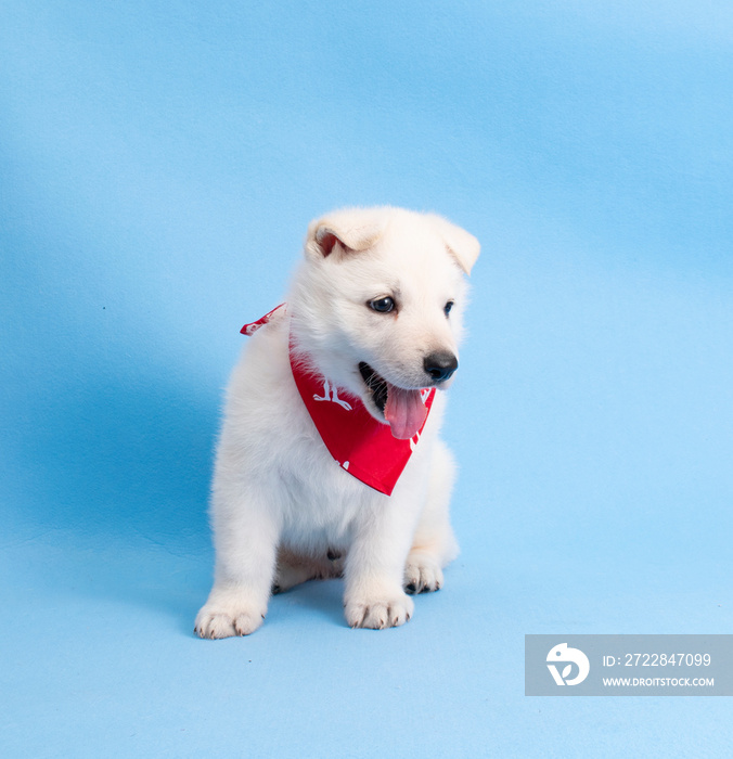 christmas cute white puppy on isolated blue background