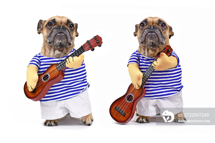 Two poses of funny French Bulldog dog dressed up as guitar player wearing a costume with striped shi