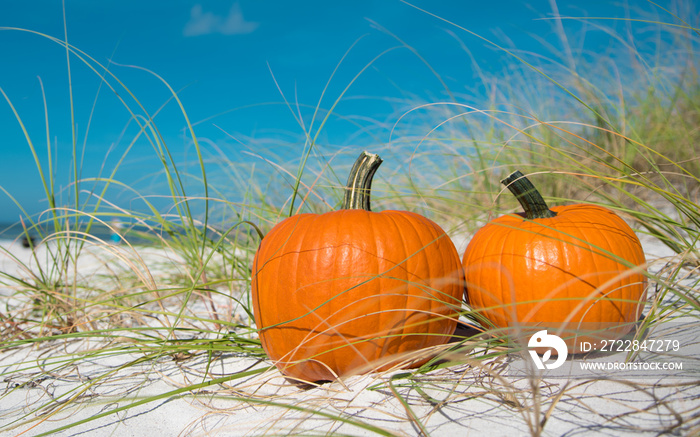 Halloween Pumpkin on the beach dunes. Two pumpkins on sand beach shore. On background ocean. Autumn 