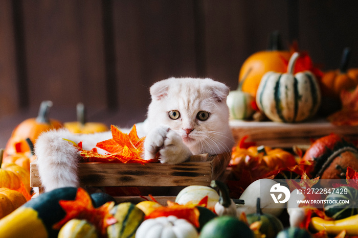 A Yellow baby British shorthair kitty with halloween pumpkins at brown autumn background