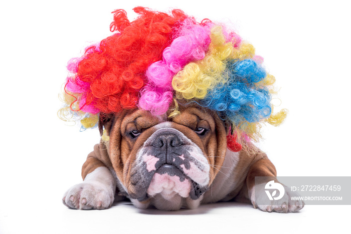 Funny and bored English bulldog with clown wig,isolated on white background