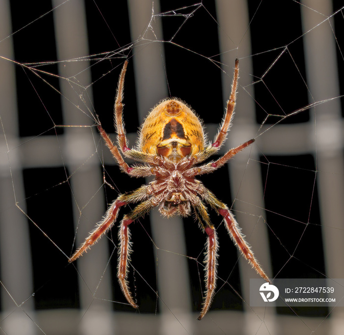 Large female Tropical orb weaver spider (Eriophora ravilla) in her web - under side view