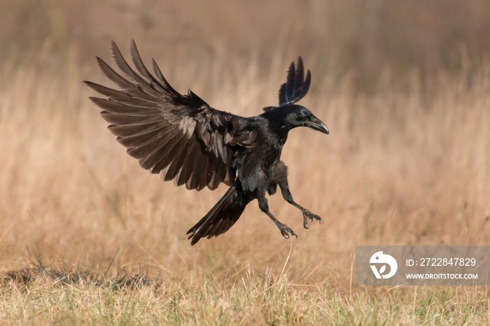 Black raven flying in moonlight.(Corvus corax) Scary, creepy. Halloween