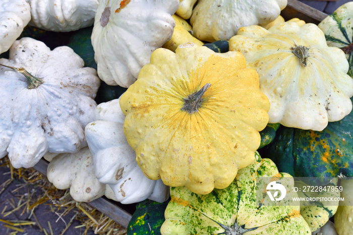 Yellow Pattypan summer squash with round and shallow shape and scalloped edges