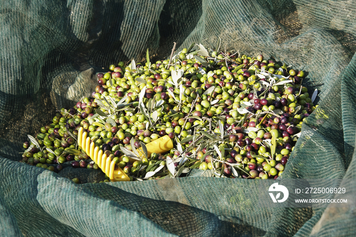 Freshly Picked Olives