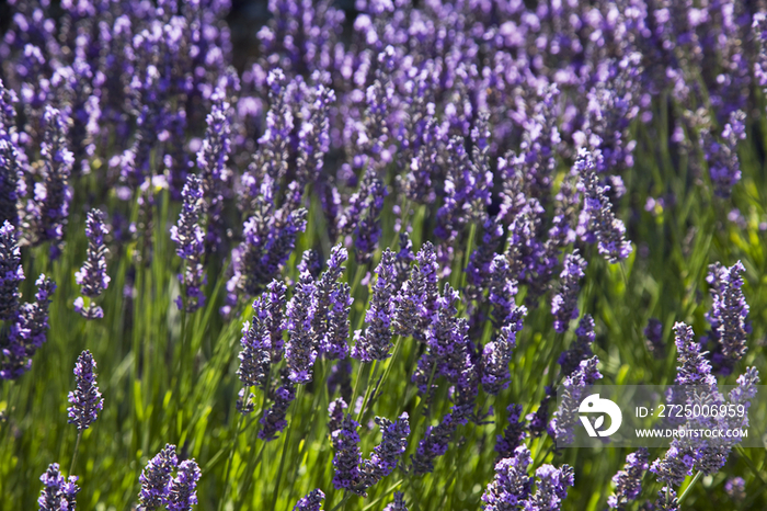 France, Provence, Lavender Fields