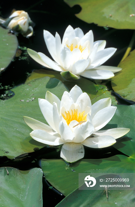 Water lily