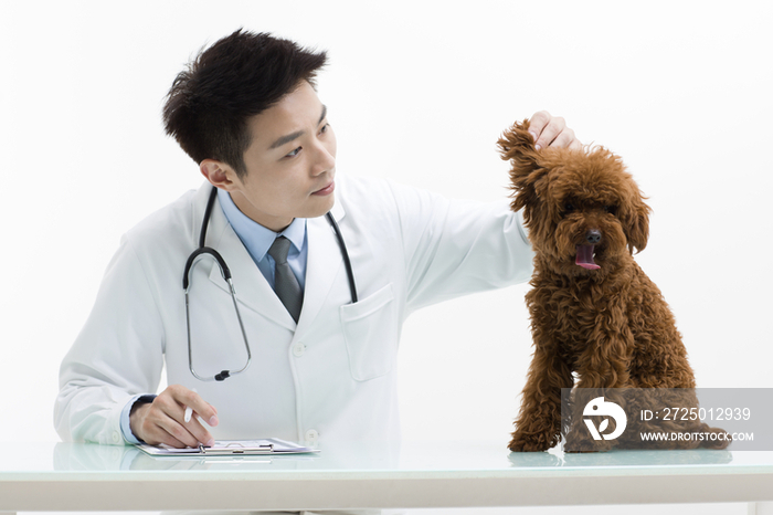 宠物医生给泰迪狗做检查