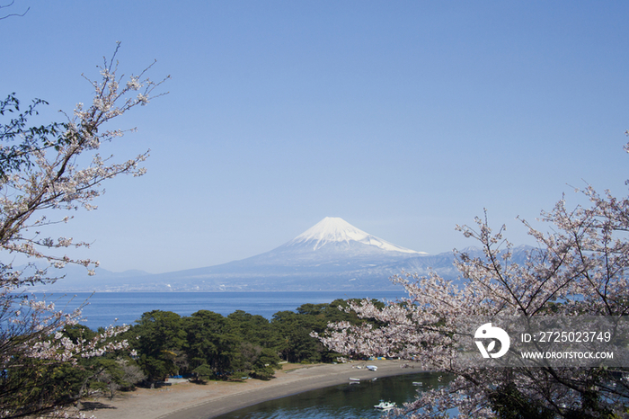 Cherry blossoms and Mt. Fuji, Kanagawa, Japan