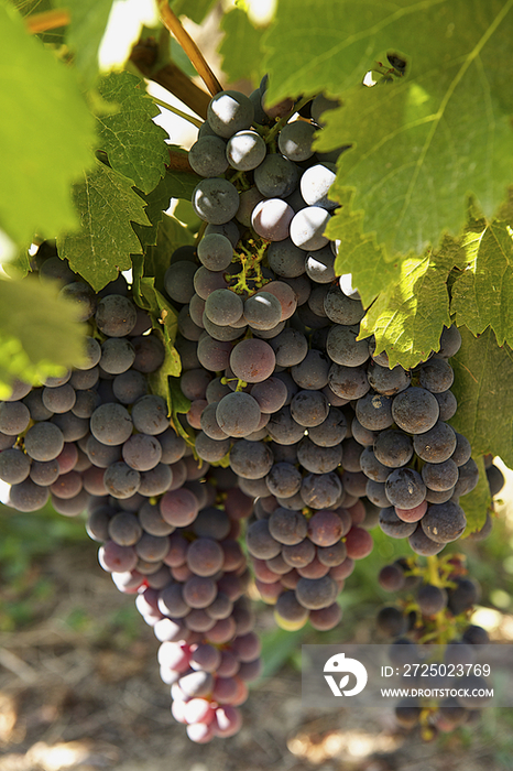 Red grapes on vine, France