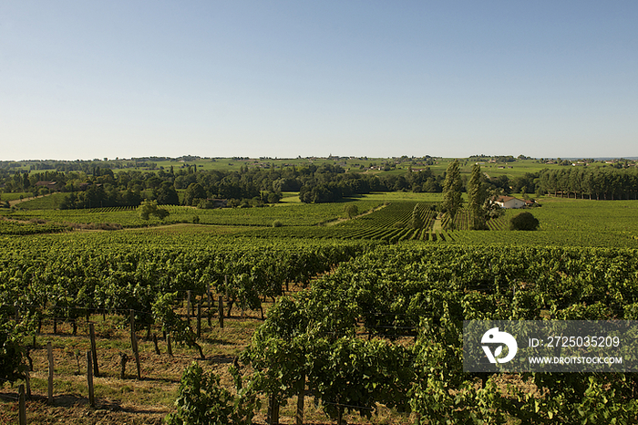 Vineyard in Saint-Emilion, France