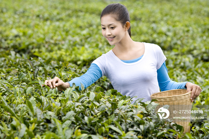 青年女子在茶园采茶