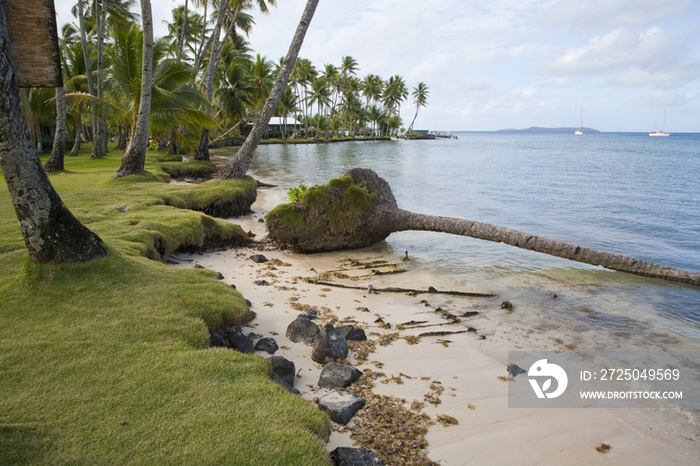 Fallen palm tree on beach side,Chuuk, Federated States of Micronesia