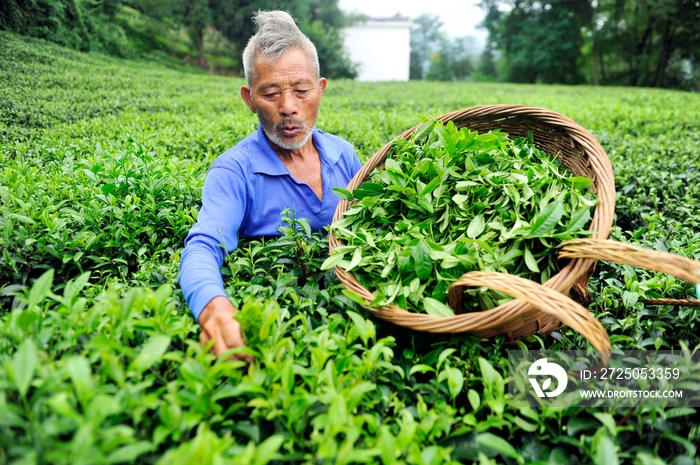 一个东方老人在茶园采茶