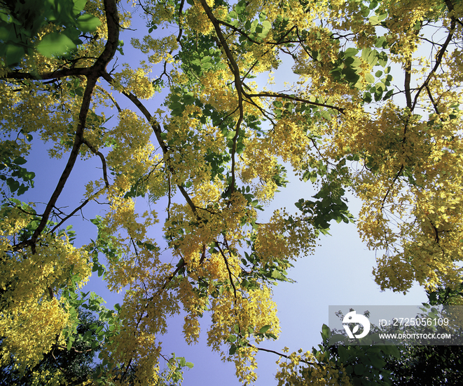 Golden shower tree cassia fistula in blossom