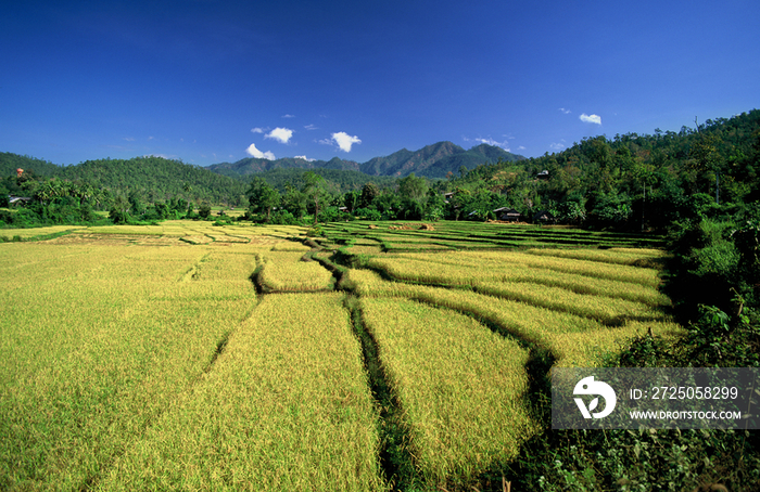 Thailand, rice fields