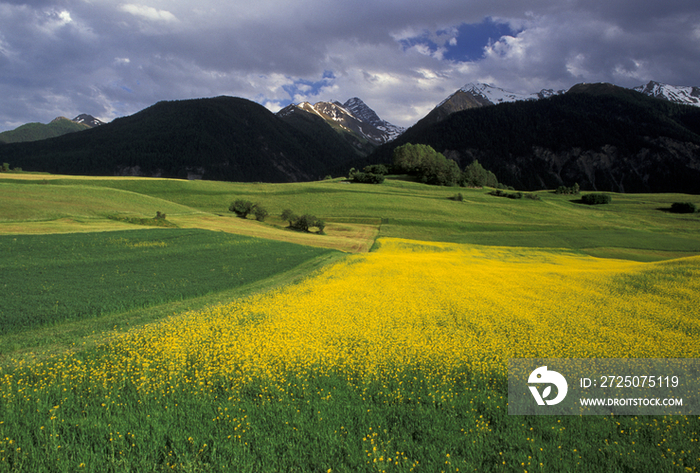 Switzerland. Engadina, Graubunden,the fields in the valley