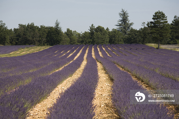 France, Provence, Sault en Provence, Lavender Fields