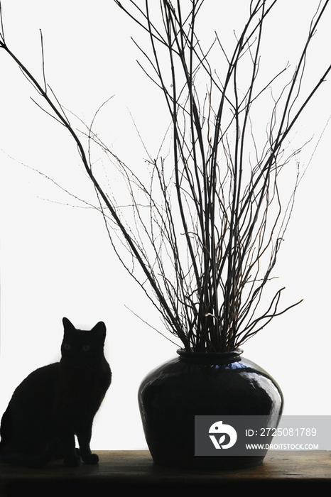 猫和花瓶陈设