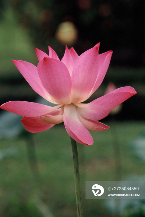 Tropical plant, lotus