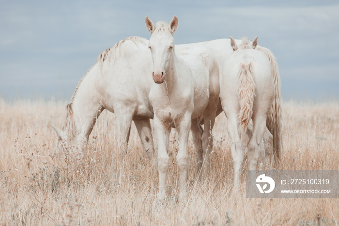 white horse family in the middle of nature