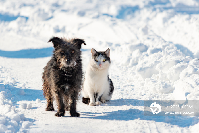 A black dog and a white cat are sitting together on a snowy street. The concept of friendship, love 