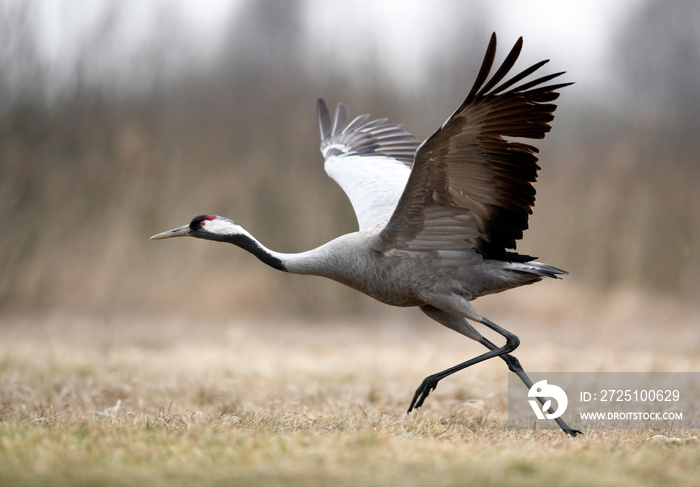 普通鹤（Grus Grus）鸟