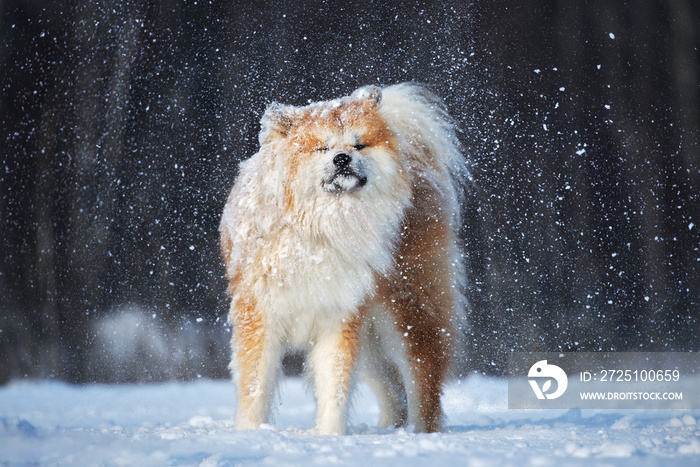 可爱的狗狗站在户外暴雪中