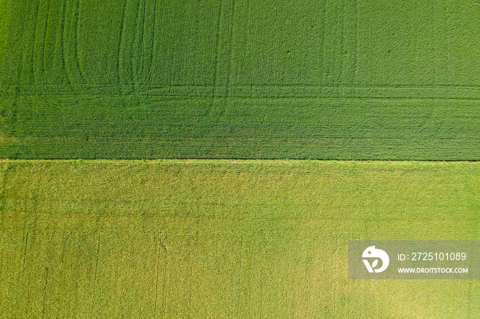 Agricultural field viewed from the top