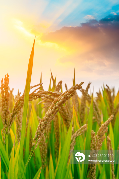 Ripe rice field and sky background at sunset time with sun rays