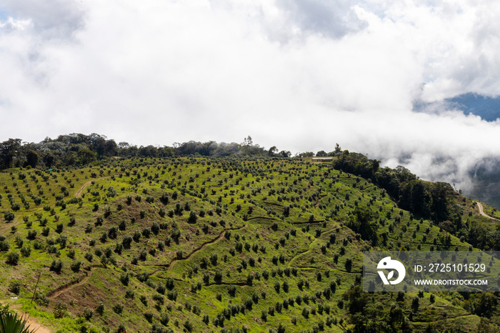 Aerial view of an avocado crop in the mountains of Colombia.